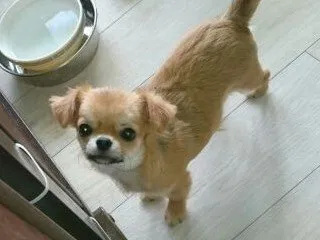 ID：1612-00959の子犬