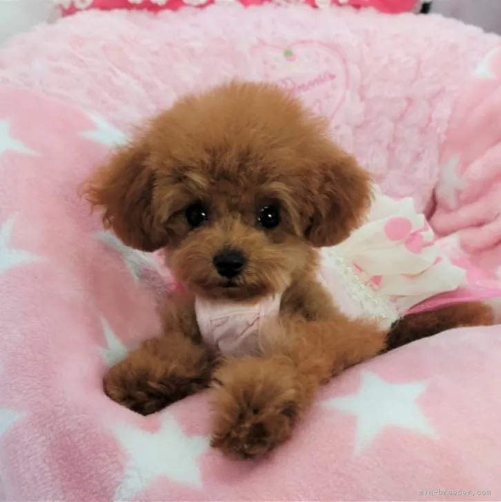 ID:2207-02027の子犬