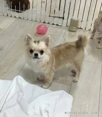 ID:1803-02463の子犬