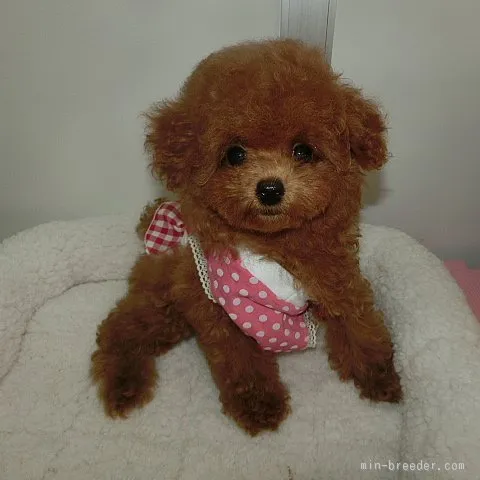 ID：1508-01117の子犬