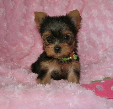 ヨークシャーテリア【沖縄県・男の子・2016年6月25日・スチールブルータン】の写真「お鼻の詰まったハンサム君」