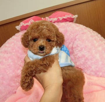 トイプードル(ティーカップ)【沖縄県・男の子・2016年8月17日・レッド】の写真「色素濃くとても可愛い男の子です」