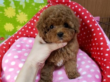 トイプードル(トイ)【沖縄県・男の子・2019年12月7日・レッド】の写真「お目目クリクリ可愛いです！」