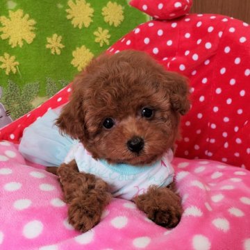 トイプードル(タイニー)【沖縄県・男の子・2019年3月21日・濃いめレッド】の写真「色素濃く、色濃く、ハンサム君です！」