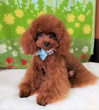 トイプードル(ティーカップ)【沖縄県・男の子・2018年9月12日・濃いめレッド】の写真「最終案内です！　大幅値下げ致しました！」