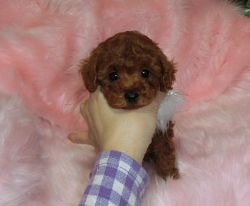 トイプードル(ティーカップ)【沖縄県・女の子・2014年1月10日・レッド】の写真「お目目パッチリ！色素濃く！濃いレッドで可愛いです」