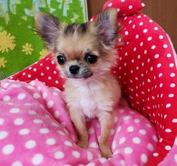 チワワ(ロング)【沖縄県・女の子・2018年11月27日・レッド&ホワイト】の写真「お鼻短く、お目目の可愛い子です」