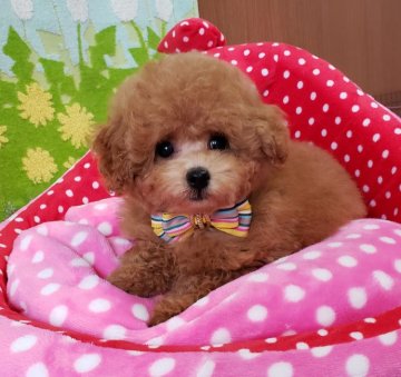 トイプードル(タイニー)【沖縄県・男の子・2019年6月28日・アプリコット】の写真「お顔可愛く、毛質のいい子たちです！」