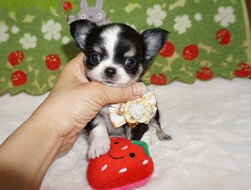 チワワ(ロング)【沖縄県・男の子・2018年2月2日・ブラッククリーム&ホワイト】の写真「小ぶりですごく可愛い子！！」