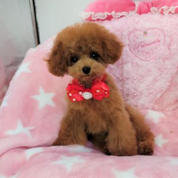 トイプードル(ティーカップ)【沖縄県・女の子・2022年5月23日・レッド】の写真「大分県・神奈川県横浜で購入できます！」