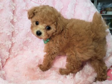 トイプードル(ティーカップ)【沖縄県・男の子・2020年11月4日・アプリコット】の写真「お目目パッチリ！お鼻も短めでとても可愛いです！」