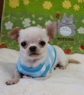 チワワ(スムース)【沖縄県・男の子・2017年9月23日・ホワイトクリーム】の写真「垂れ目ちゃんで とても可愛いです」