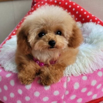 トイプードル(ティーカップ)【沖縄県・女の子・2022年10月6日・薄めアプリコット～クリーム】の写真「価格調整しました！お目目ぱっちり！マズル短い！　」