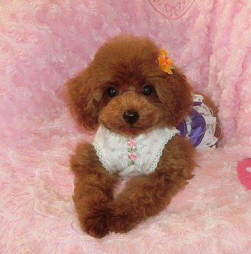 トイプードル(タイニー)【沖縄県・男の子・2017年4月8日・レッド】の写真「値下げしました！！ 期間限定です＾＾」