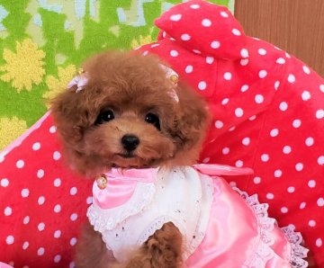 トイプードル(ティーカップ)【沖縄県・女の子・2018年9月12日・レッド】の写真「小さくてお転婆ちゃん！すごく可愛いですよ～＾＾」