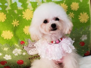 トイプードル(ティーカップ)【沖縄県・女の子・2019年3月13日・クリーム】の写真「クリスマスシーズンのみ格安で～！可愛いですよ～」