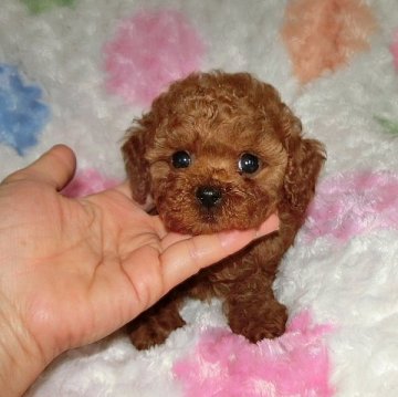 トイプードル(タイニー)【沖縄県・男の子・2016年1月24日・レッド】の写真「お鼻詰まった可愛い男の子です＾０＾」