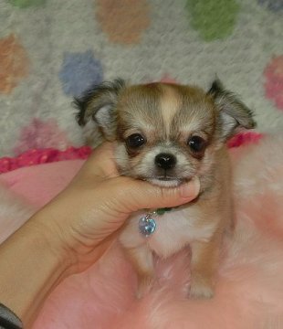 チワワ(ロング)【沖縄県・男の子・2015年11月1日・レッド&ホワイト】の写真「パパはＪＫＣチャンピオン！　小ぶりで可愛い♪」