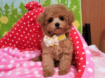 トイプードル(タイニー)【沖縄県・男の子・2019年12月20日・アプリコット】の写真「お目目パッチリ！こぶりでとても可愛いですよ」