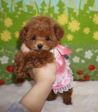 トイプードル(ティーカップ)【沖縄県・女の子・2017年10月23日・レッド】の写真「お正月セール！　すごく可愛いです！！」