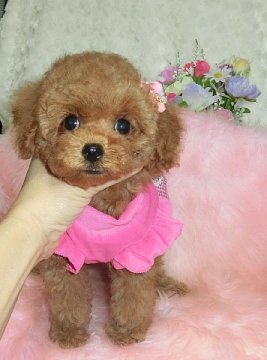 トイプードル(タイニー)【沖縄県・女の子・2013年10月2日・レッド】の写真「お目目クリクリ！お鼻短く！まるでぬいぐるみです。♪」