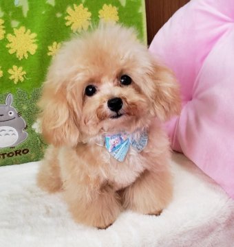 トイプードル(ティーカップ)【沖縄県・男の子・2019年3月13日・薄めアプリコット(またはクリーム)】の写真「かなり値下げしました！！小さい！可愛い！」