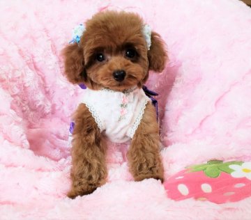 トイプードル(タイニー)【沖縄県・男の子・2018年9月12日・レッド】の写真「年末なので大幅値下げしました！欠点ありません」