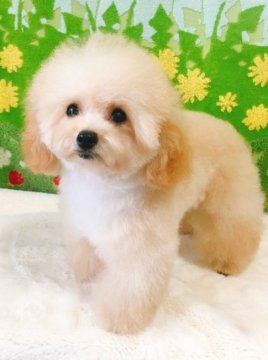 トイプードル(ティーカップ)【沖縄県・男の子・2019年2月24日・クリーム】の写真「お顔・性格ともにとてもいい子です!!」