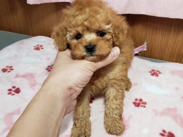 トイプードル(タイニー)【沖縄県・男の子・2020年5月25日・アプリコット】の写真「お顔可愛く、穏やかな性格の様です。」