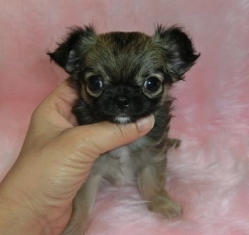 チワワ(ロング)【沖縄県・女の子・2013年12月2日・レッドセーブル】の写真「お目目が大きくお鼻短く！子猫ちゃんのような可愛さ♪」