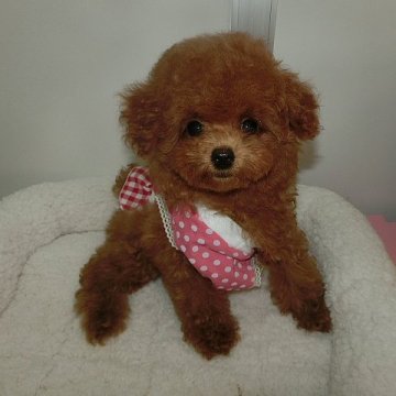 トイプードル(ティーカップ)【沖縄県・女の子・2015年6月8日・レッド】の写真「お鼻短くお目目パッチリ！とても可愛い子です♪」