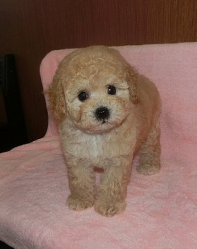 トイプードル(タイニー)【沖縄県・女の子・2016年8月3日・クリーム】の写真「お鼻の詰まったとても可愛い女の子！」