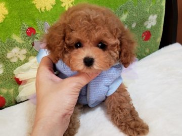 トイプードル(タイニー)【沖縄県・男の子・2019年10月30日・レッド】の写真「お目目クリクリ可愛いボクちゃん!今だけお安くしてま」