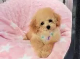 タイニープードル【沖縄県・男の子・2021年7月10日・アプリコット又はクリーム】の写真1「１０月１５日撮影　　初カットで益々可愛くなりました！！カラーは実際はもう少し薄めかもです。」
