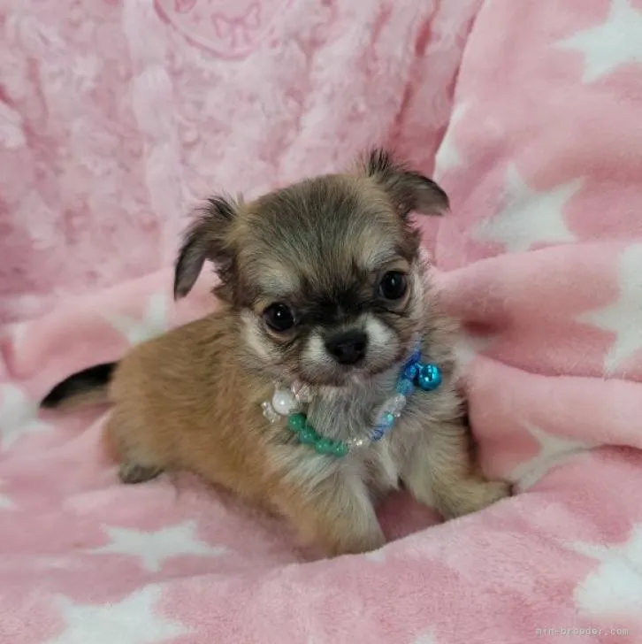 ID:2211-02533の子犬