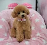 タイニープードル【沖縄県・女の子・2022年3月27日・薄めアプリコット又はクリーム】の写真2