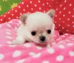 チワワ(ロング)【沖縄県・男の子・2018年11月7日・クリーム&ホワイト】の写真3