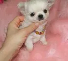 チワワ(ロング)【沖縄県・男の子・2014年11月12日・ホワイトクリーム】の写真4