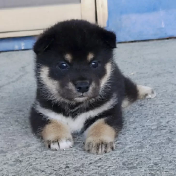 小吾郎 様のお迎えした子犬