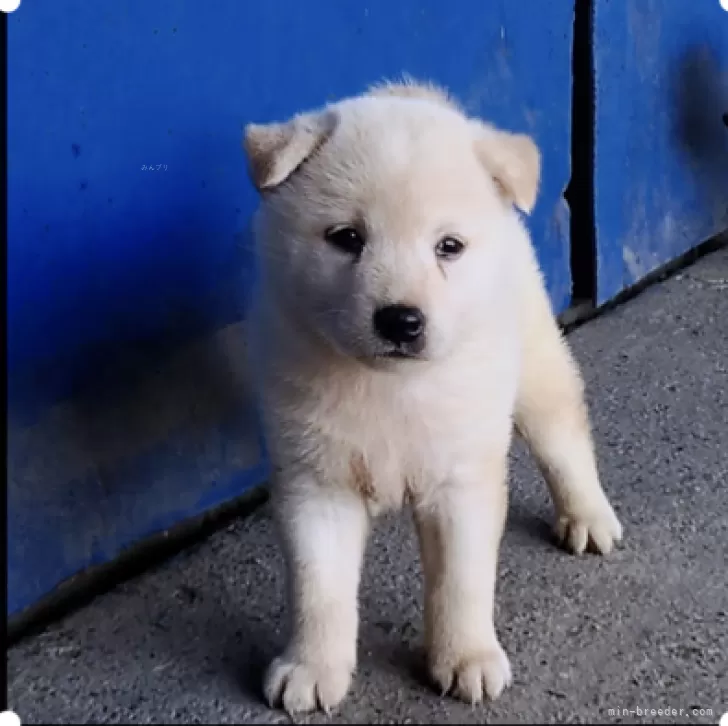 T.Y 様のお迎えした子犬