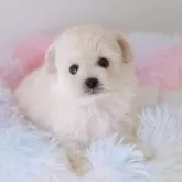 ティーカッププードル