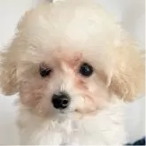 タイニープードル