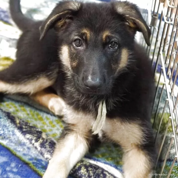 ちょいタフおやじ 様のお迎えした子犬