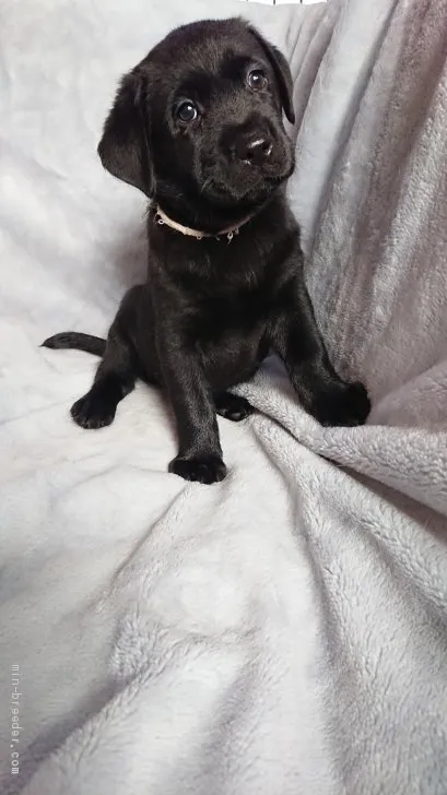 ID：1908-01773の子犬