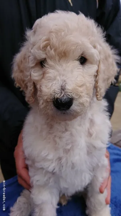 ID：1911-02654の子犬