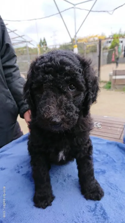 ID：1911-02655の子犬