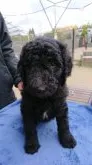 スタンダードプードル【奈良県・女の子・2019年10月6日・黒】の写真1「抱っこが大好き‼️」
