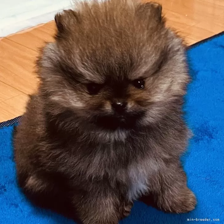 ID：2501-04877の子犬