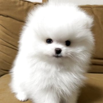 ポメラニアン【岩手県・男の子・2025年9月24日・ホワイト】の写真「あざとかわいい子ご見学と同時にお引き渡し可能」