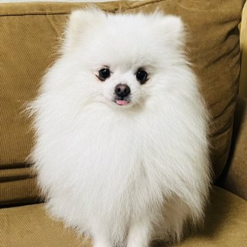 ポメラニアン【岩手県・男の子・2023年11月13日・ホワイト】の写真「1.8kg」